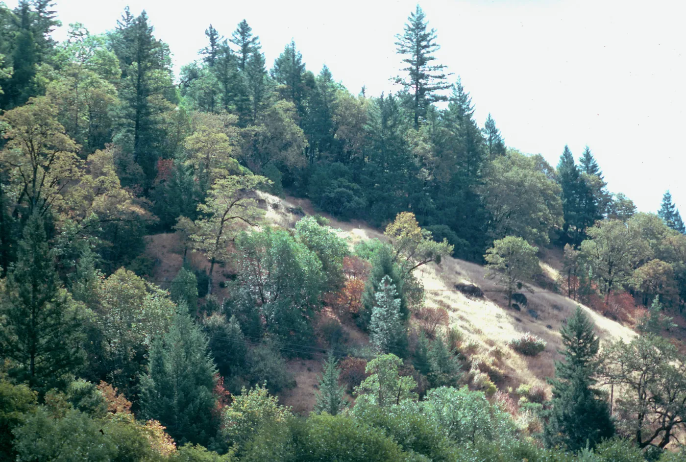 CA, Laytonville, Trees and landscape near Laytonville, pine trees
