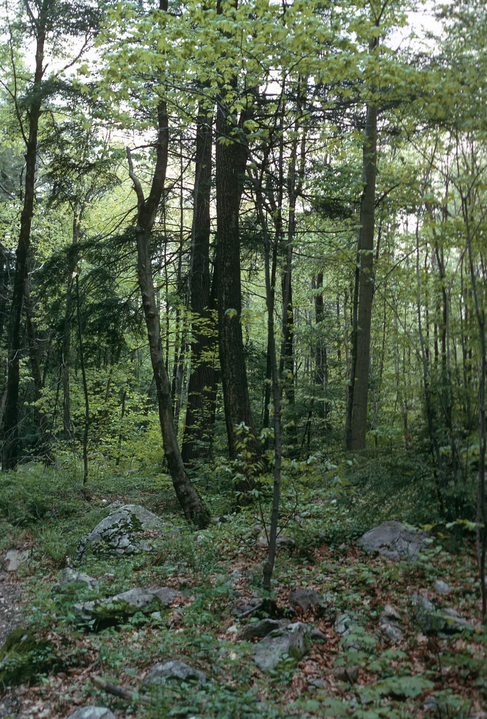 NY, Trees - woods near Winnie