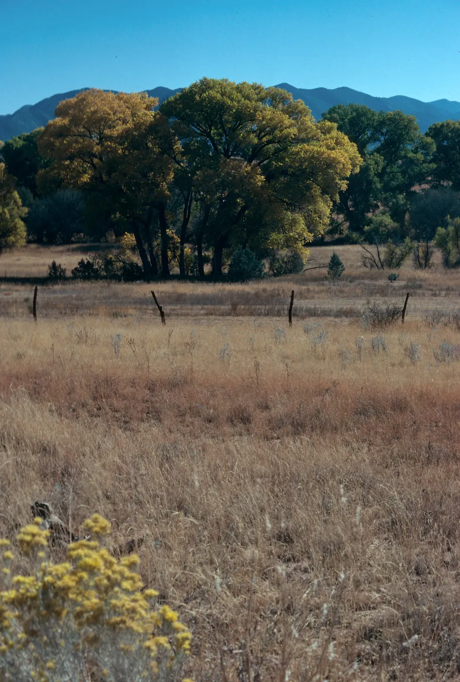 AZ, Canelo Hills Sanctuary, trees