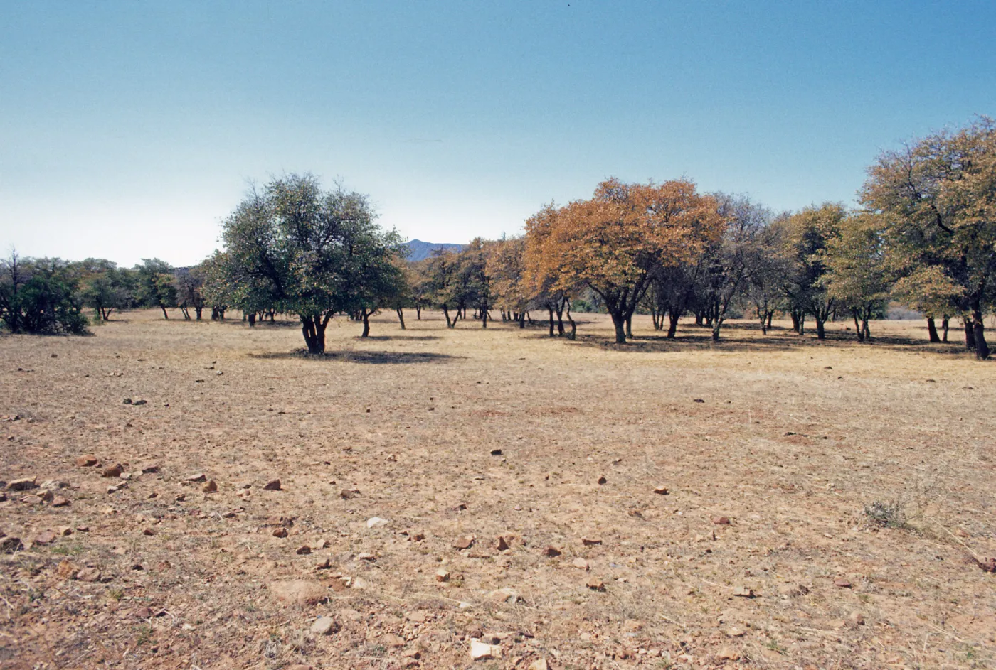 Washington Camp, approx. Landscape, Woodland