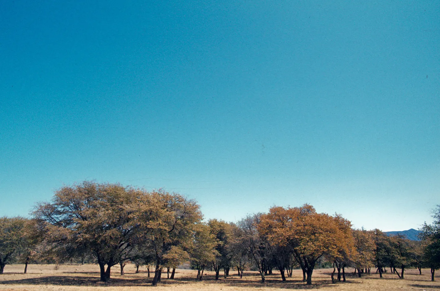 Washington Camp, approx. Landscape, Woodland