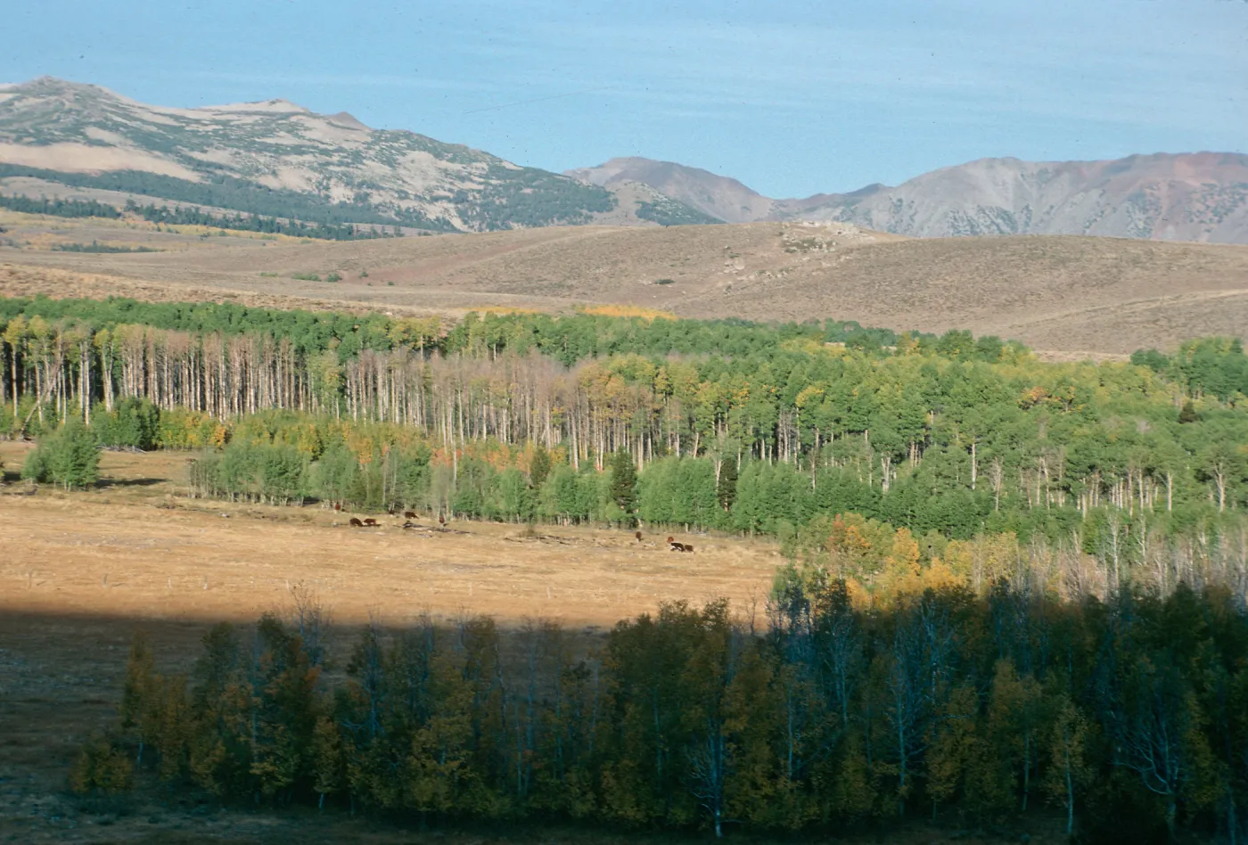 CA, Bodie, Trees, Landscape, Fall, near Bodie