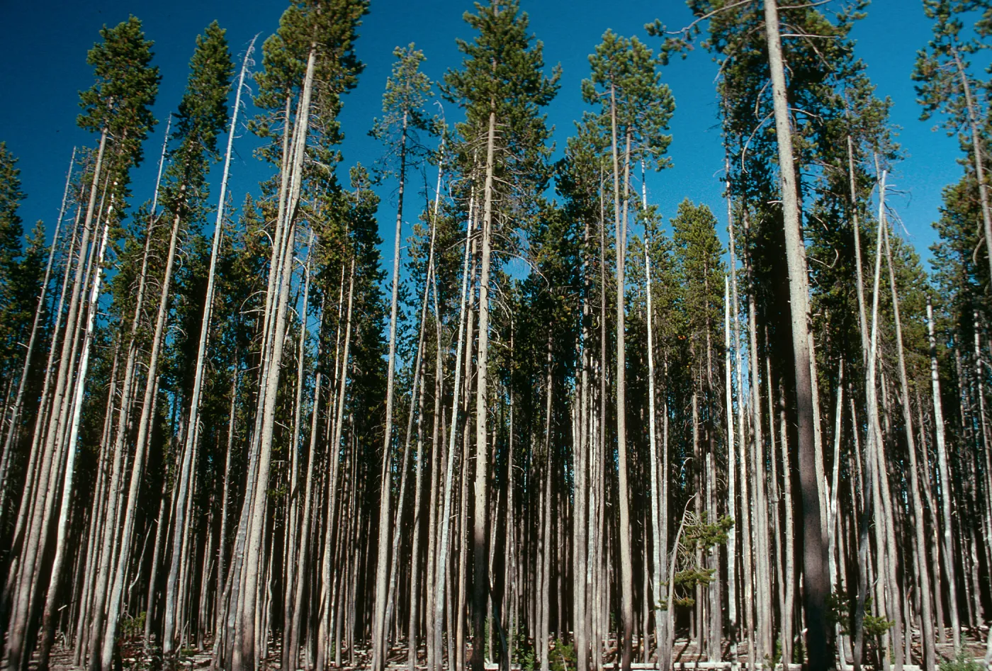 OR, Leaving Crater Lake, pines?