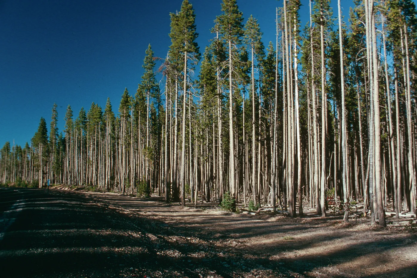 OR, Leaving Crater Lake, pines?