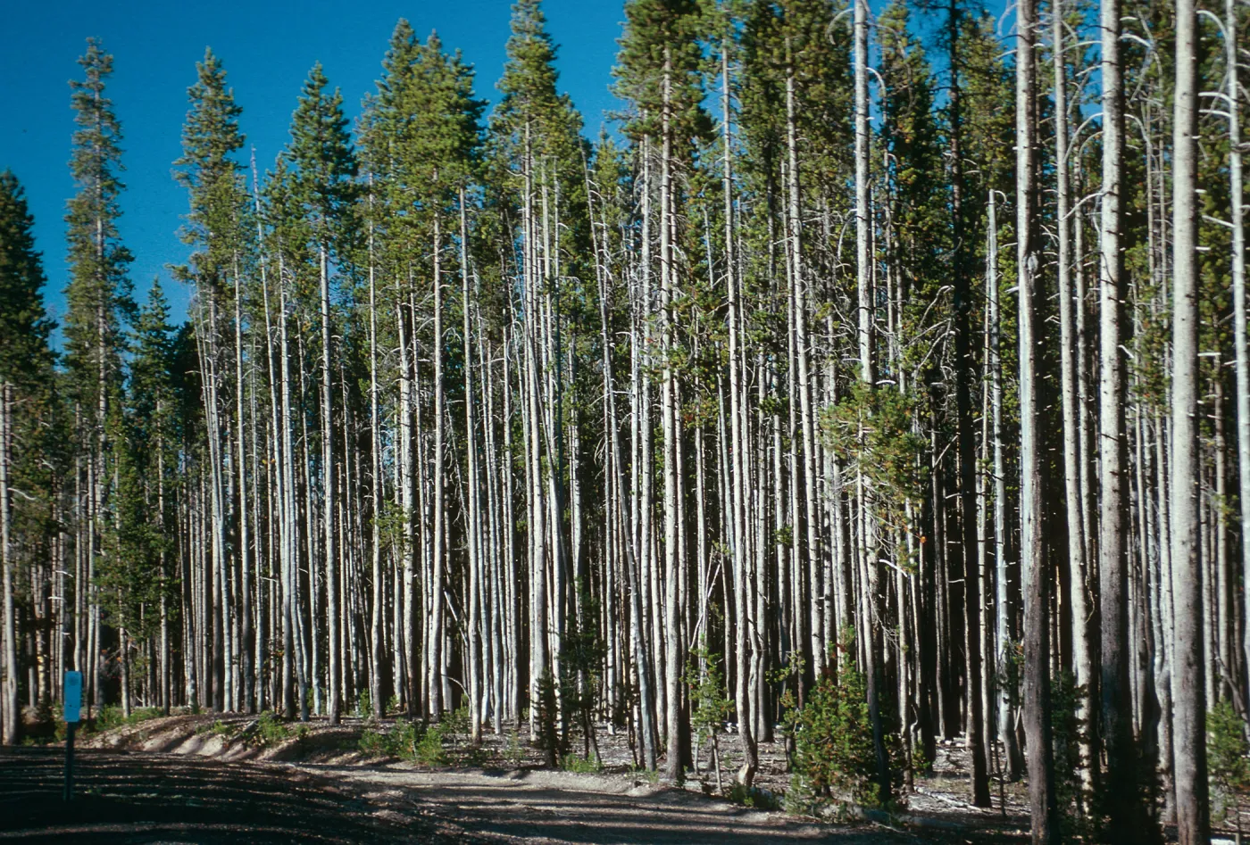 OR, Leaving Crater Lake, pines?
