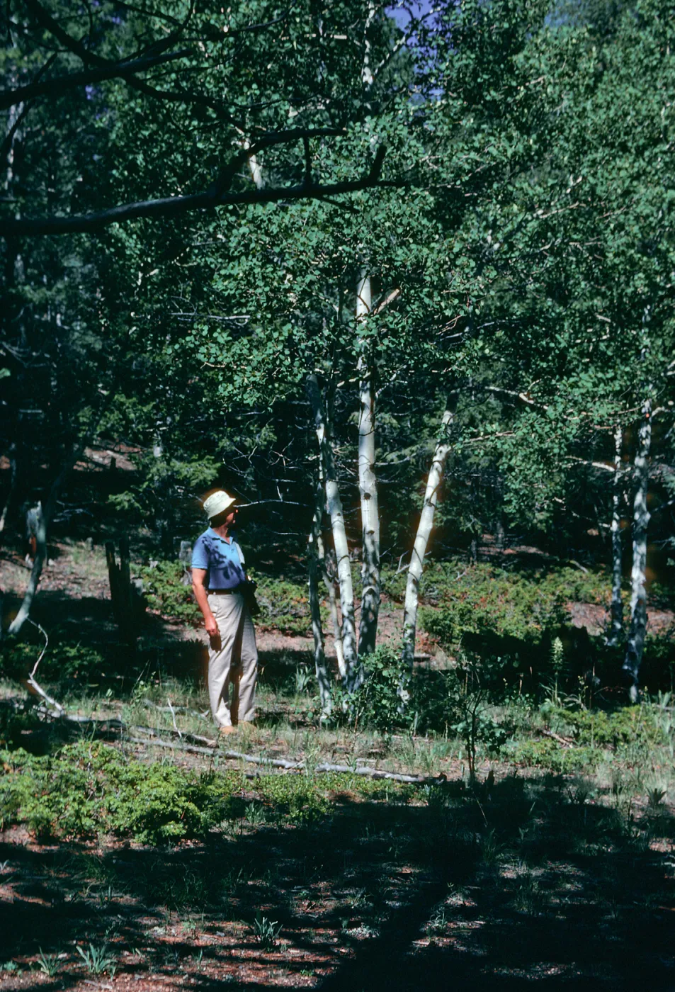 Florissant, Trees- Frank Lambrecht under Aspen