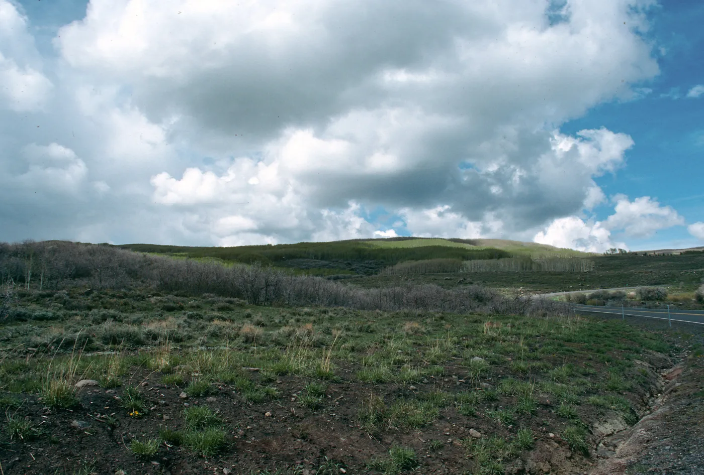 UT, Dixie National Forest, past Boulder, Aspen