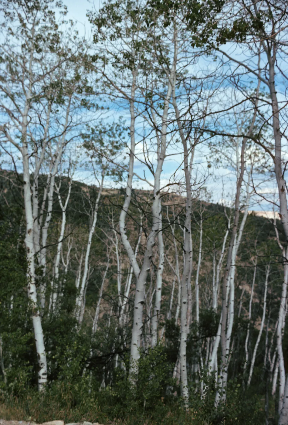CO, Missouri Creek Pass, Aspen trees