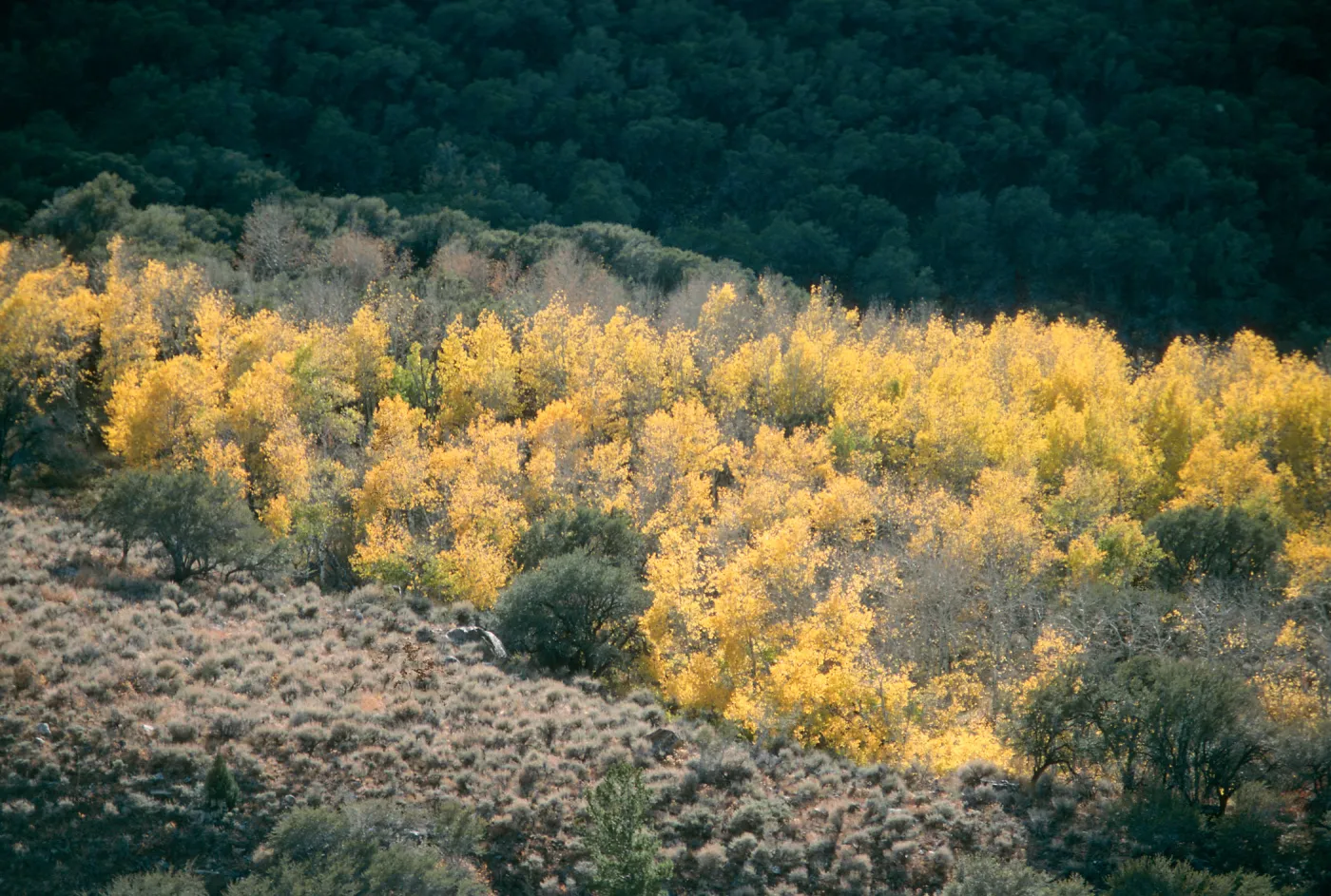NV, Lamoille, Trees- yellow Aspen, canyon