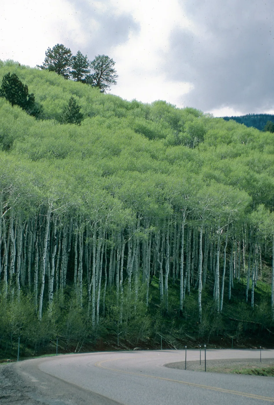 UT, Dixie National Forest, past Boulder, Aspen