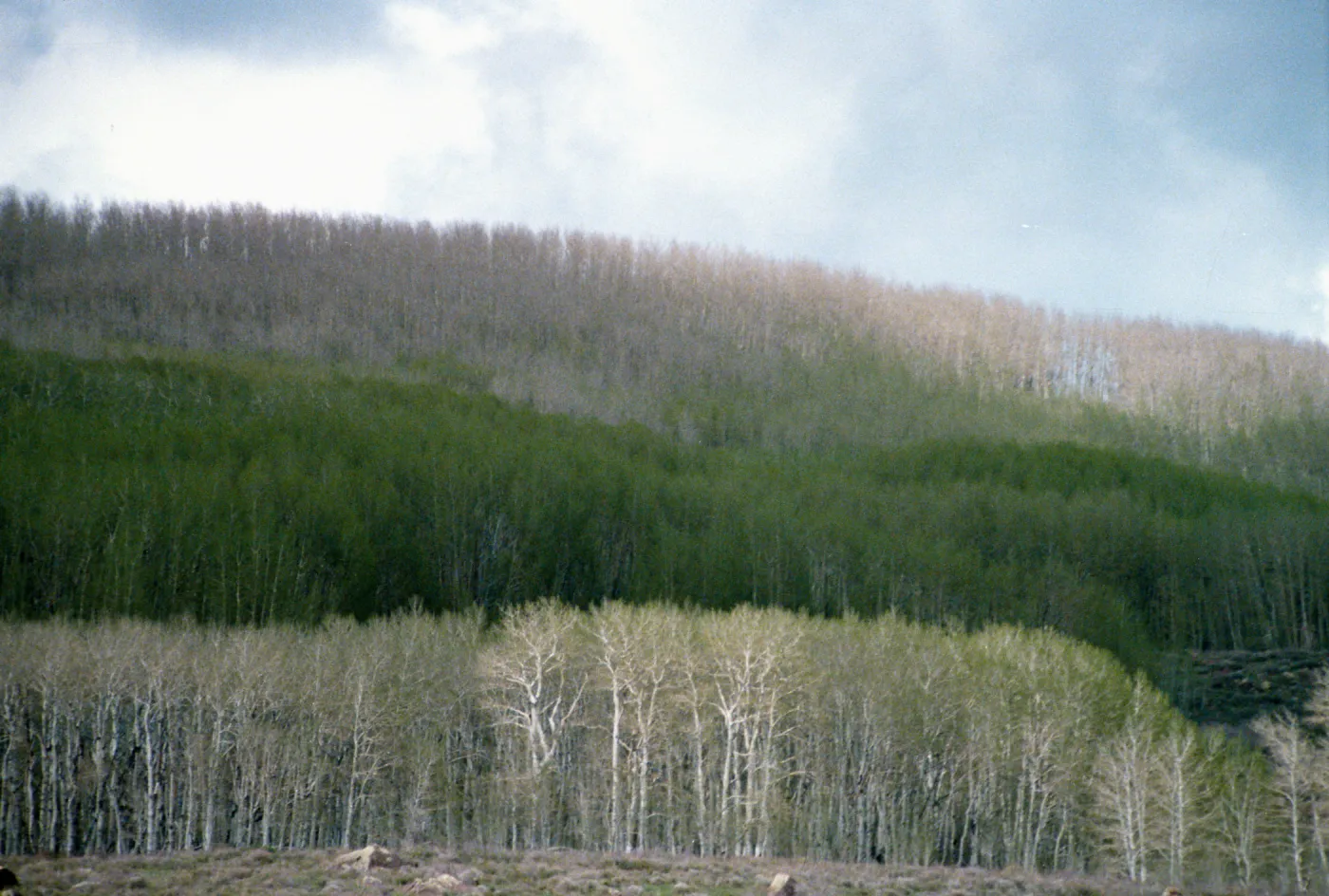 UT, Capitol Reef Natl. Park, Aspen trees