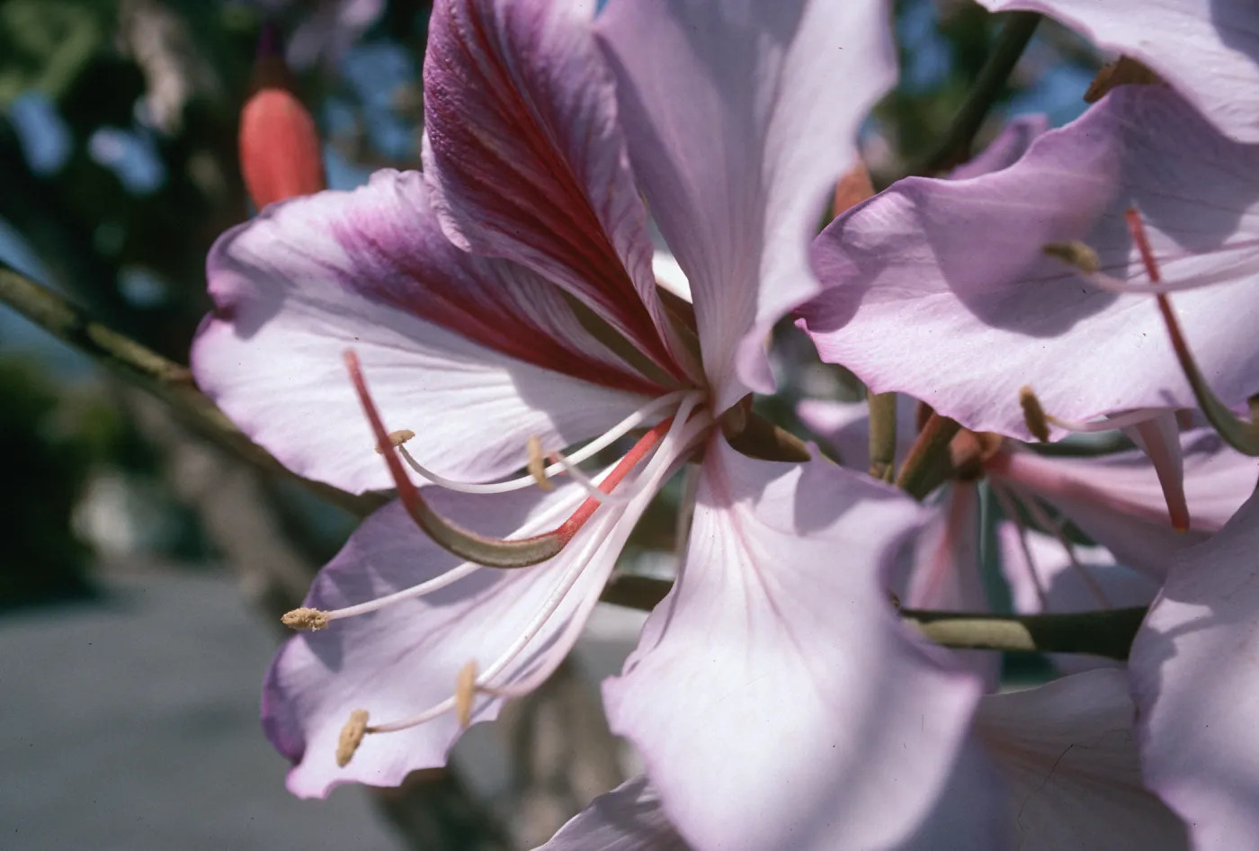 CA, Santa Barbara, Bauhinia, Flowering- Mobile Home Park, Bauhinia trees