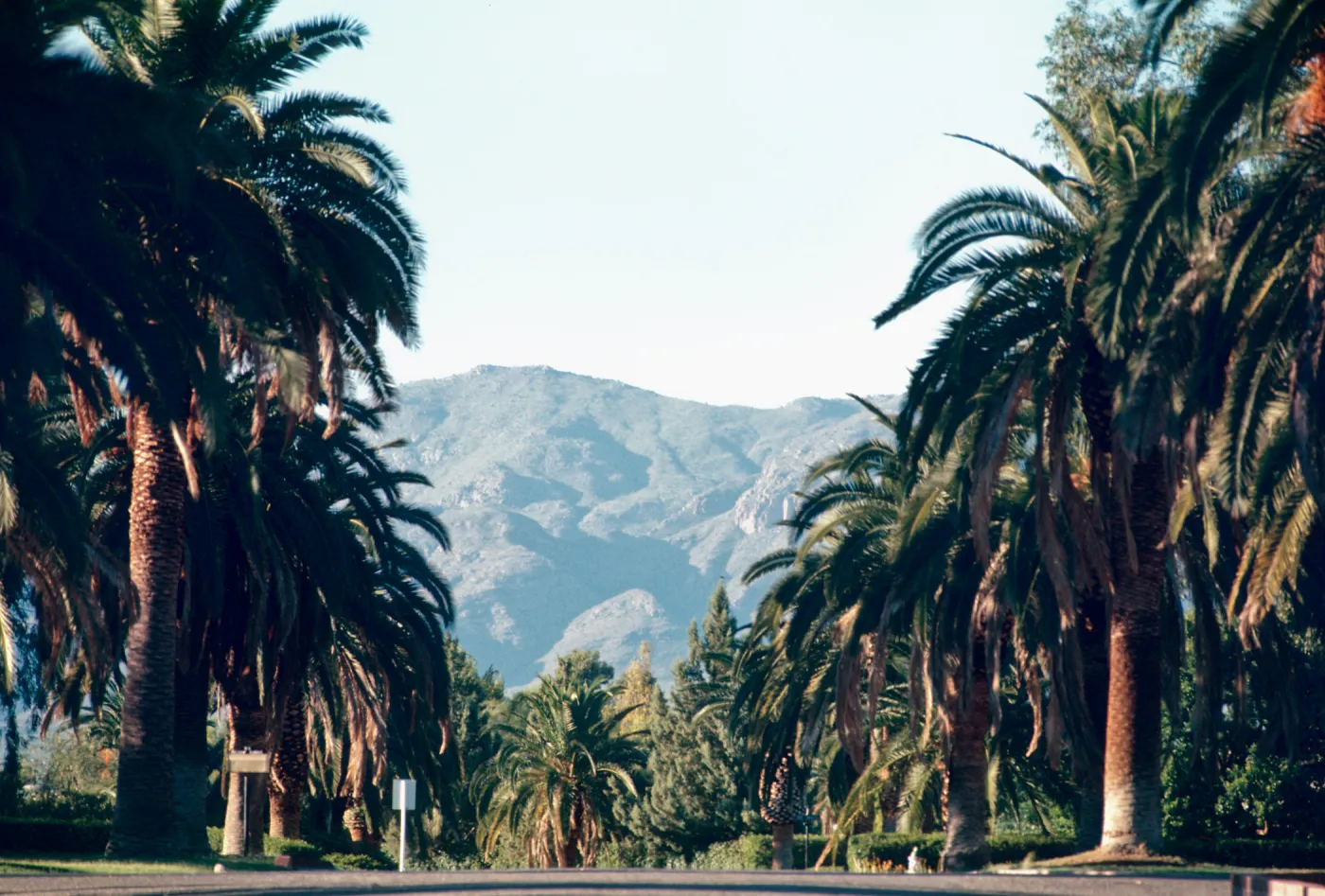 AZ, Tucson, Palm Trees- row of Palms