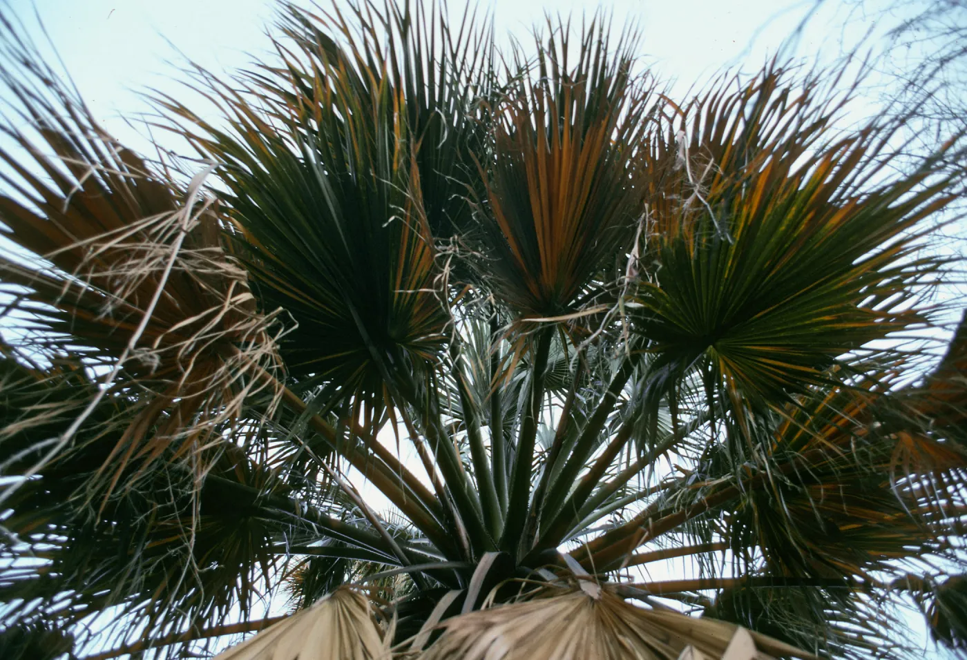 CA, Palm Trees- Anza Borrego, Palm Canyon palm