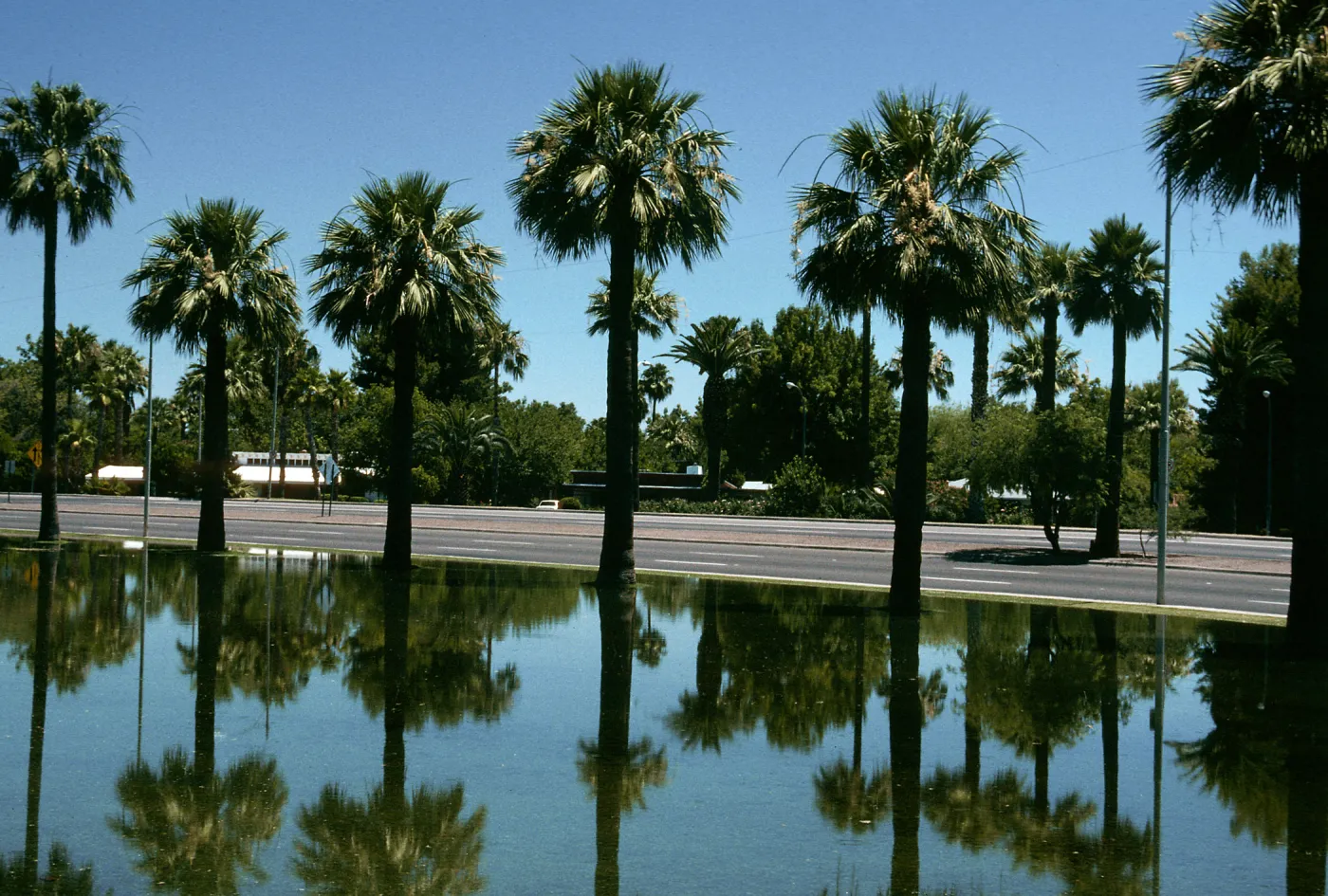 AZ, Tempeh, Palm Trees- University, palm reflex.
