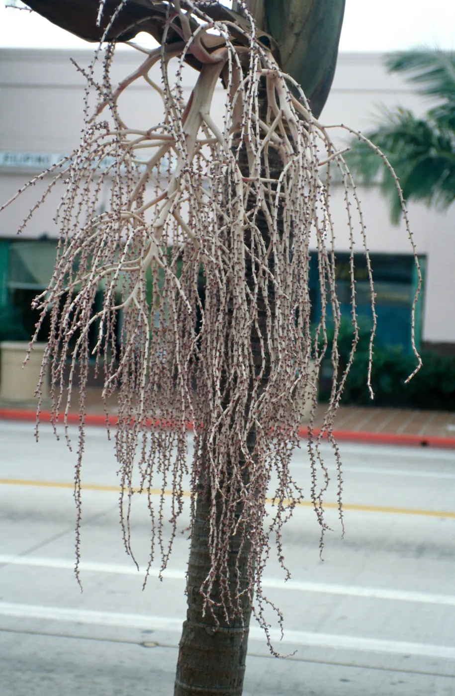 CA, Santa Barbara, Palm Inflorescences