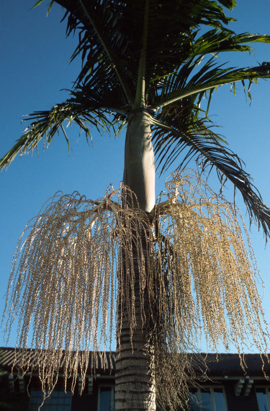 CA, Santa Barbara, Palm Inflorescences- palm fruit, beige, transparent