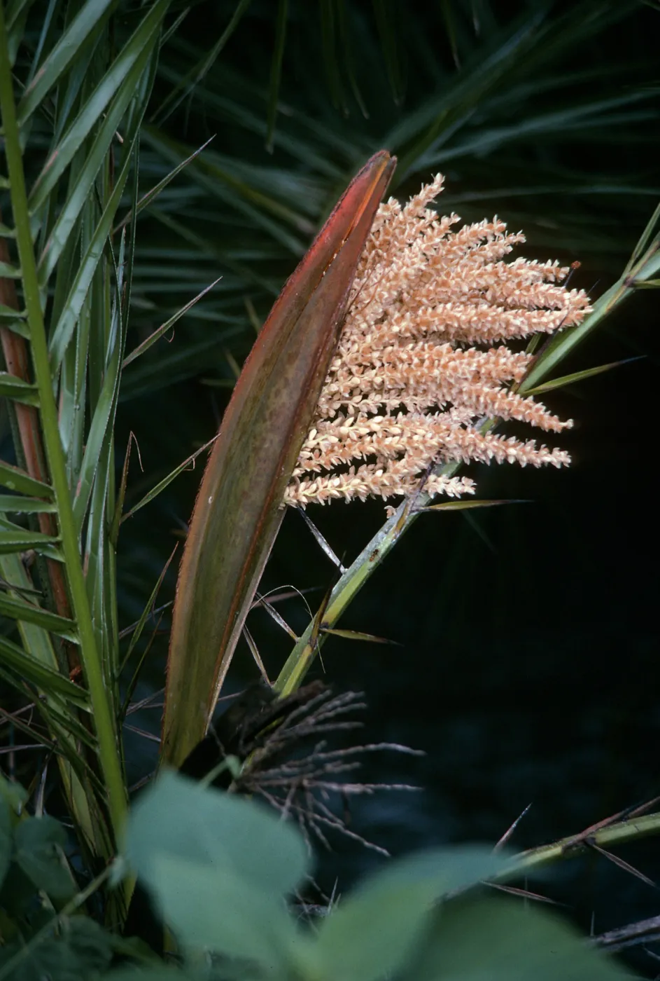 Palm Inflorescences- Meru National Park, Kenya, creamy palm