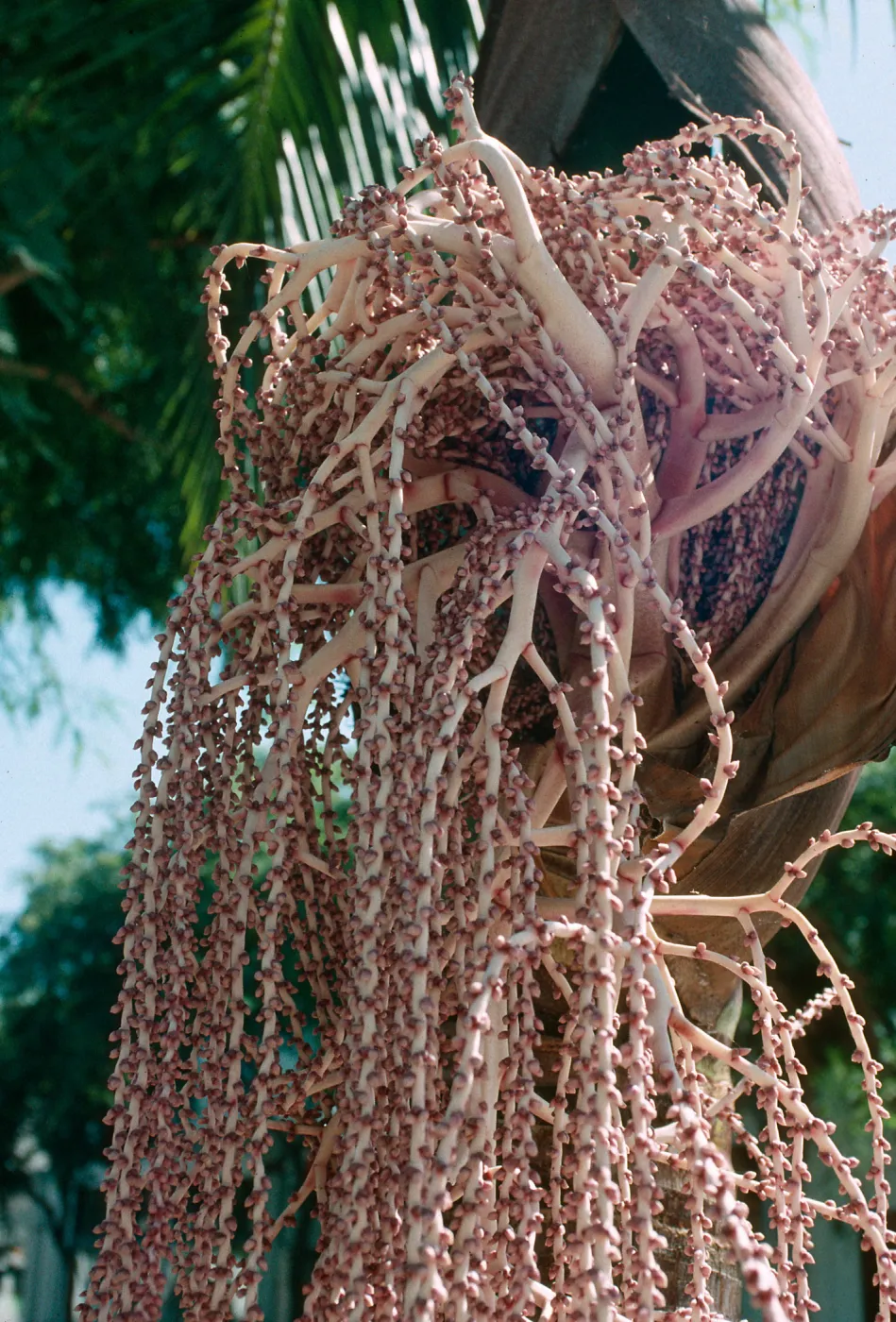 CA, Santa Barbara, Palm Inflorescences- mauve
