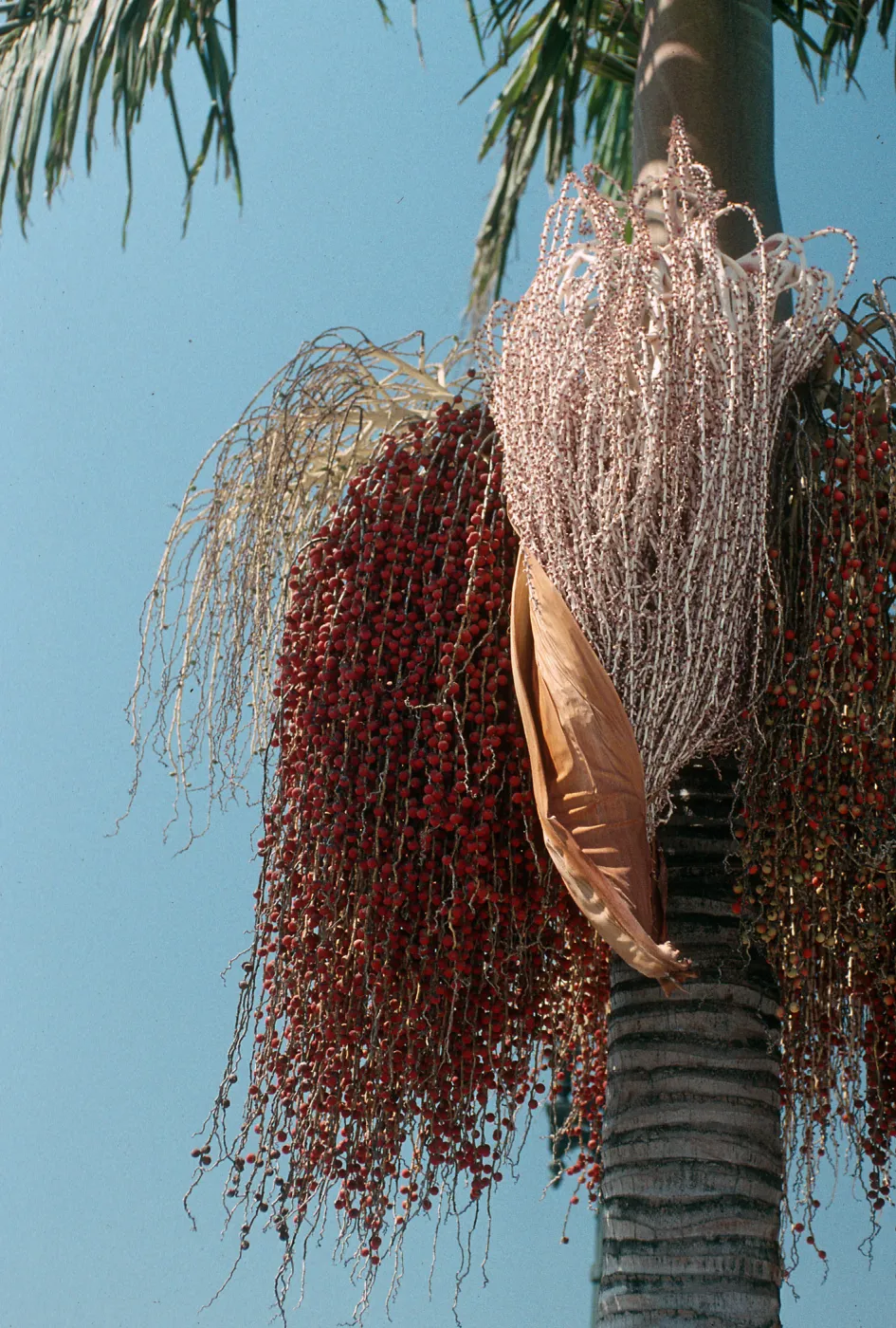 CA, Santa Barbara, Palm Inflorescences- red, brown, purple, pink