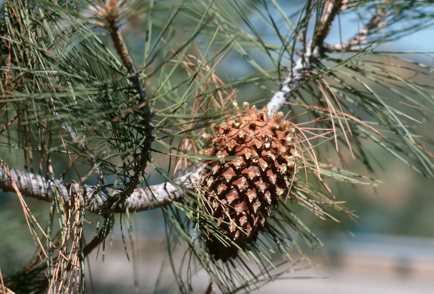 CA, San Juan Capistrano, Trees, Cones- near San Pedro Lake, pinecone