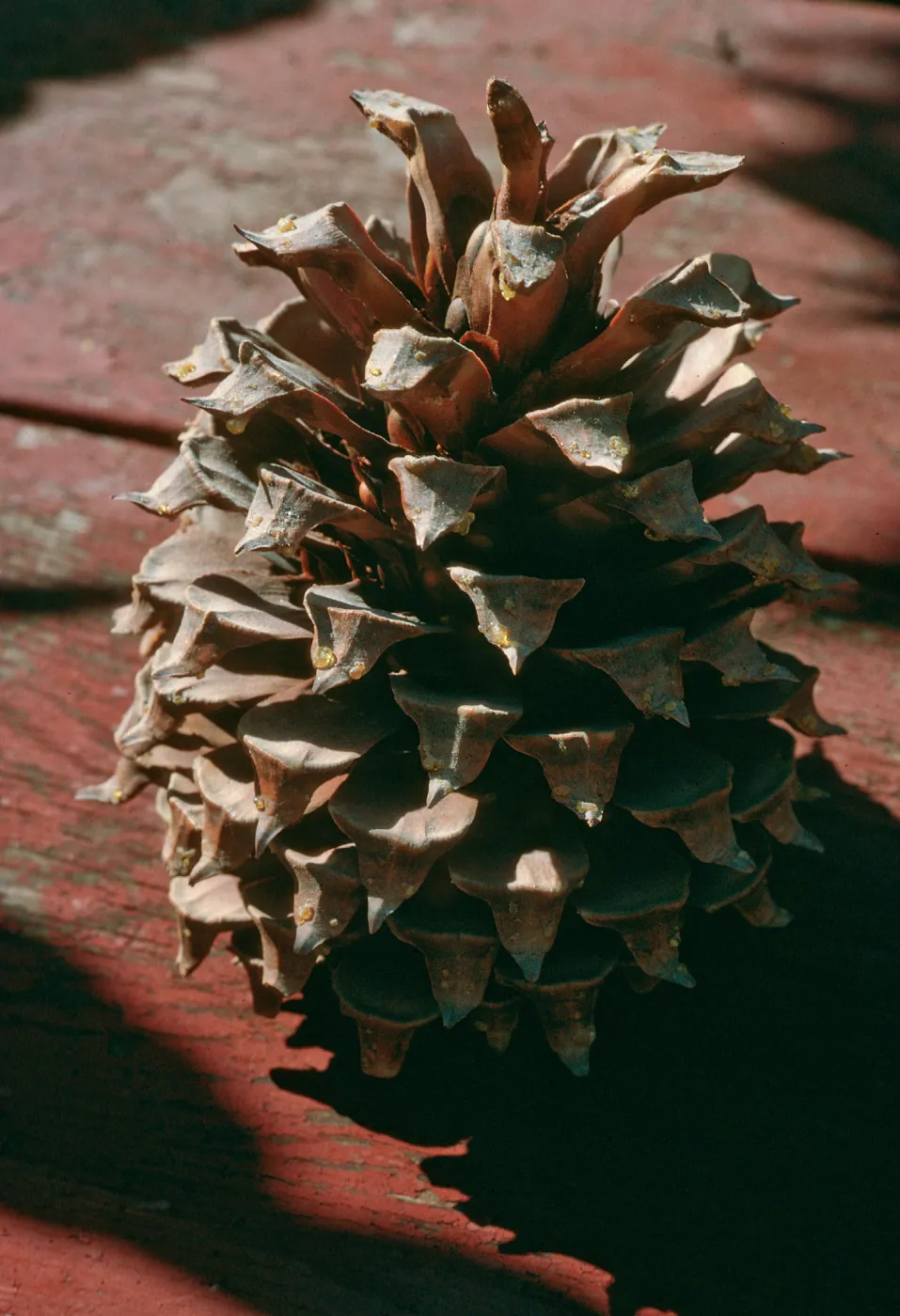 CA, San Juan Capistrano, Trees, Cones- from San Pedro Lake, pinecone