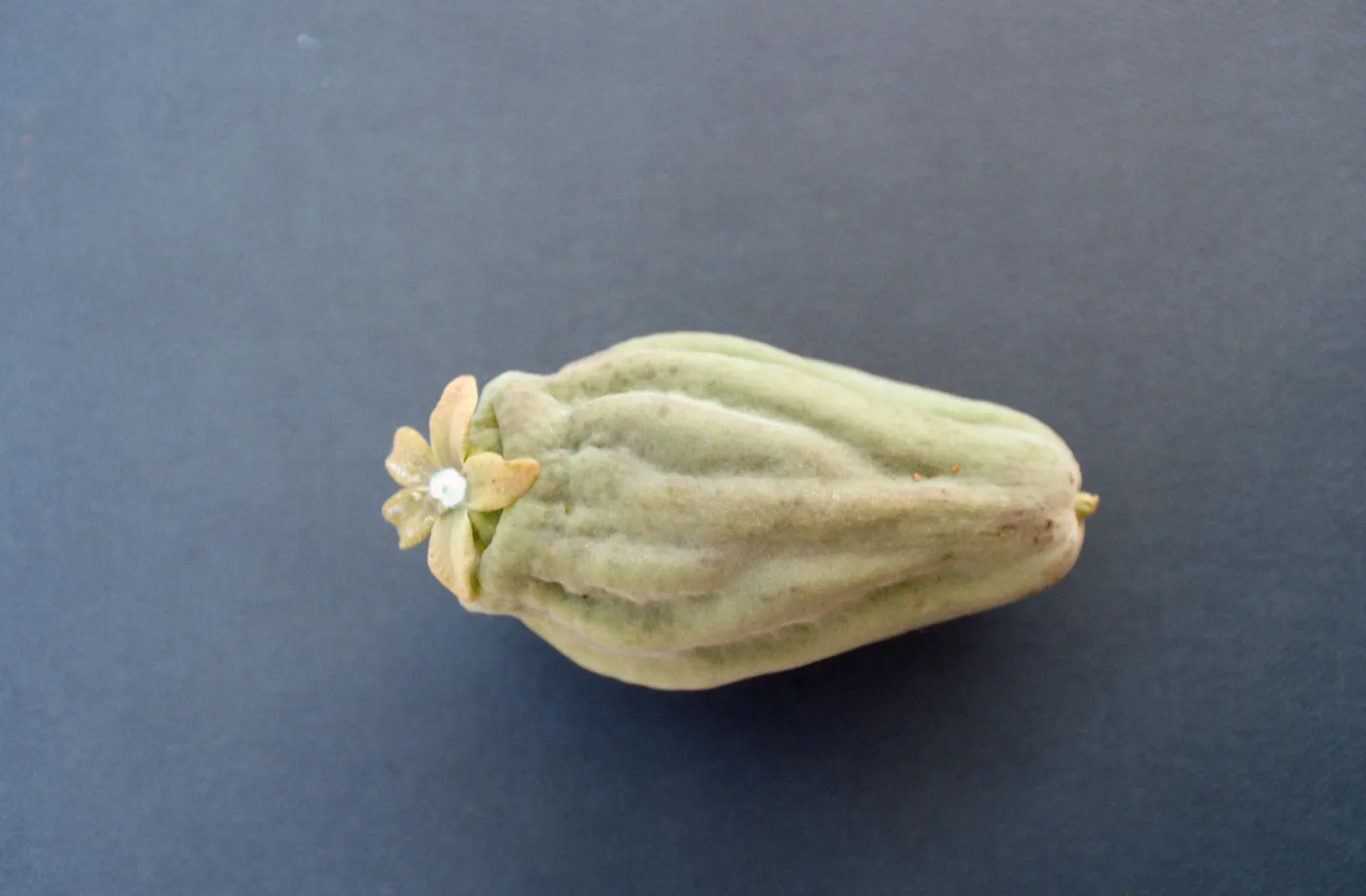 CA, Santa Barbara, Vine?- fruits and seeds, flower, from climber Mobile Home Park