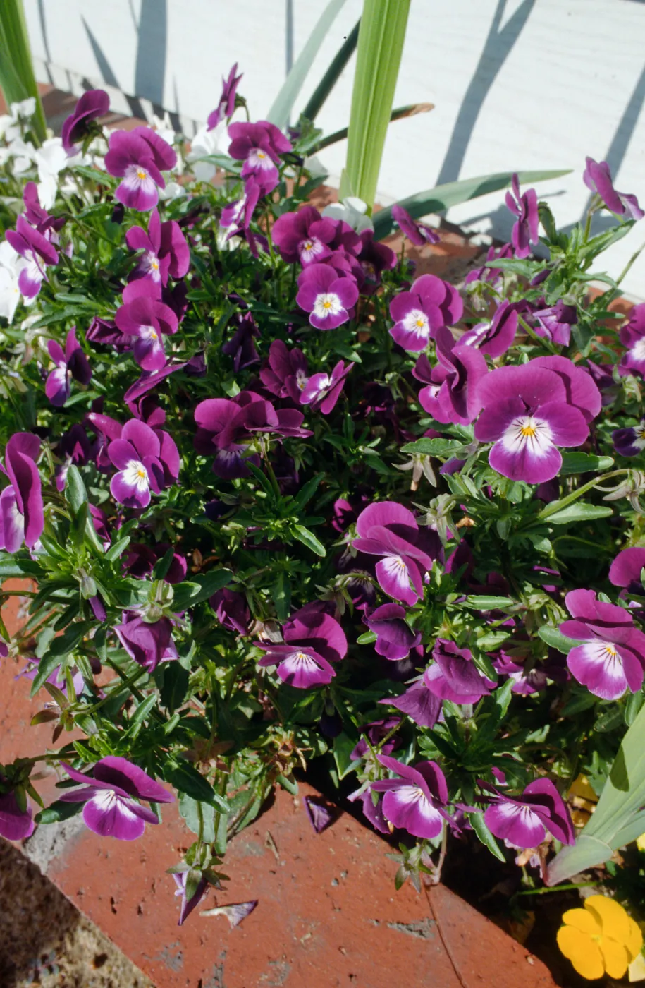 CA, Santa Barbara, Violets