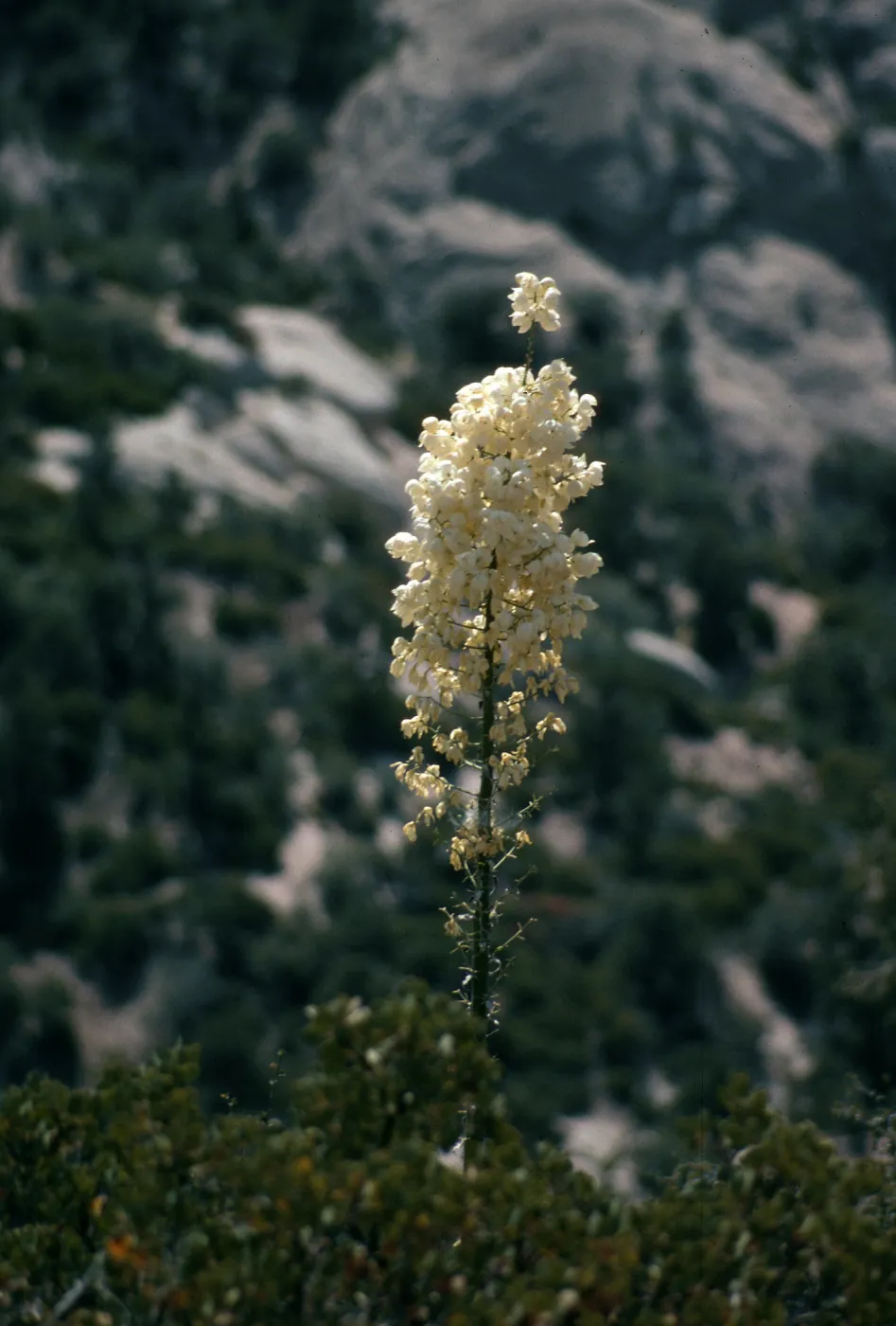 CA, Devil’s Bowl, Yucca