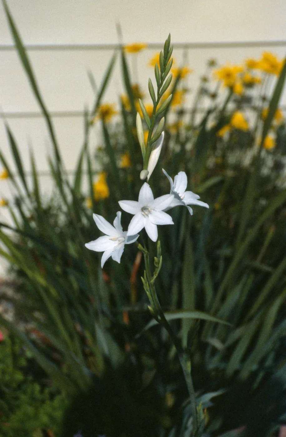 CA, Santa Barbara, garden, Watsonia