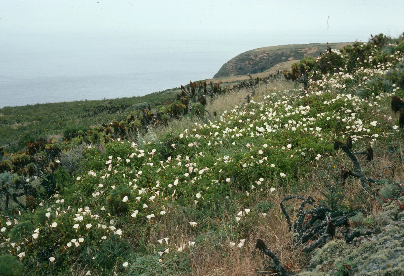 Calystegia, onshore slopes just east of W. Terrace, W. Anacapa Is.