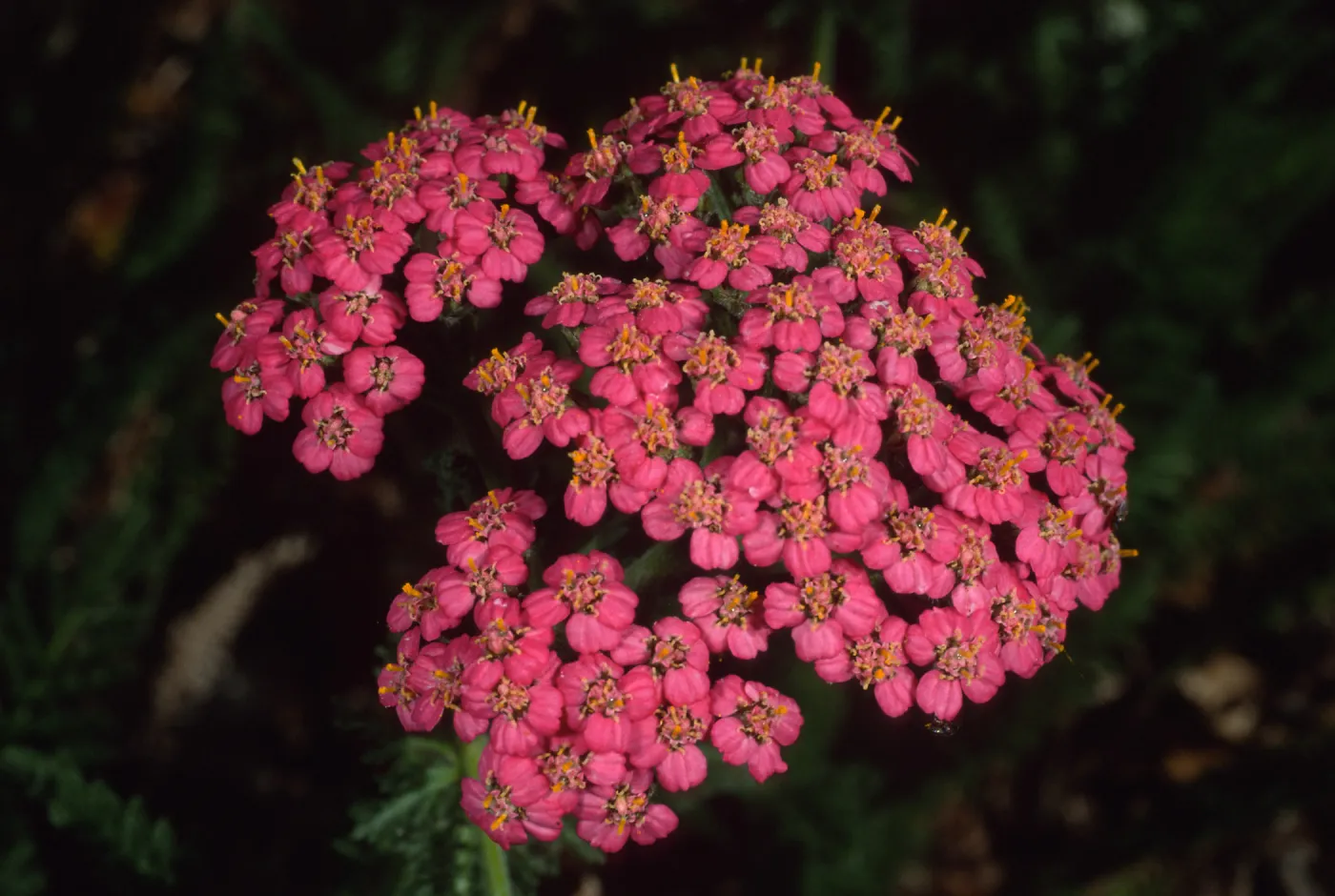 Achillea, Home Demo Garden