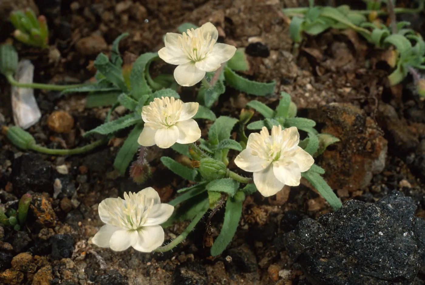Platystemon californicus, Cliff Cyn. Santa Barbara Isl.