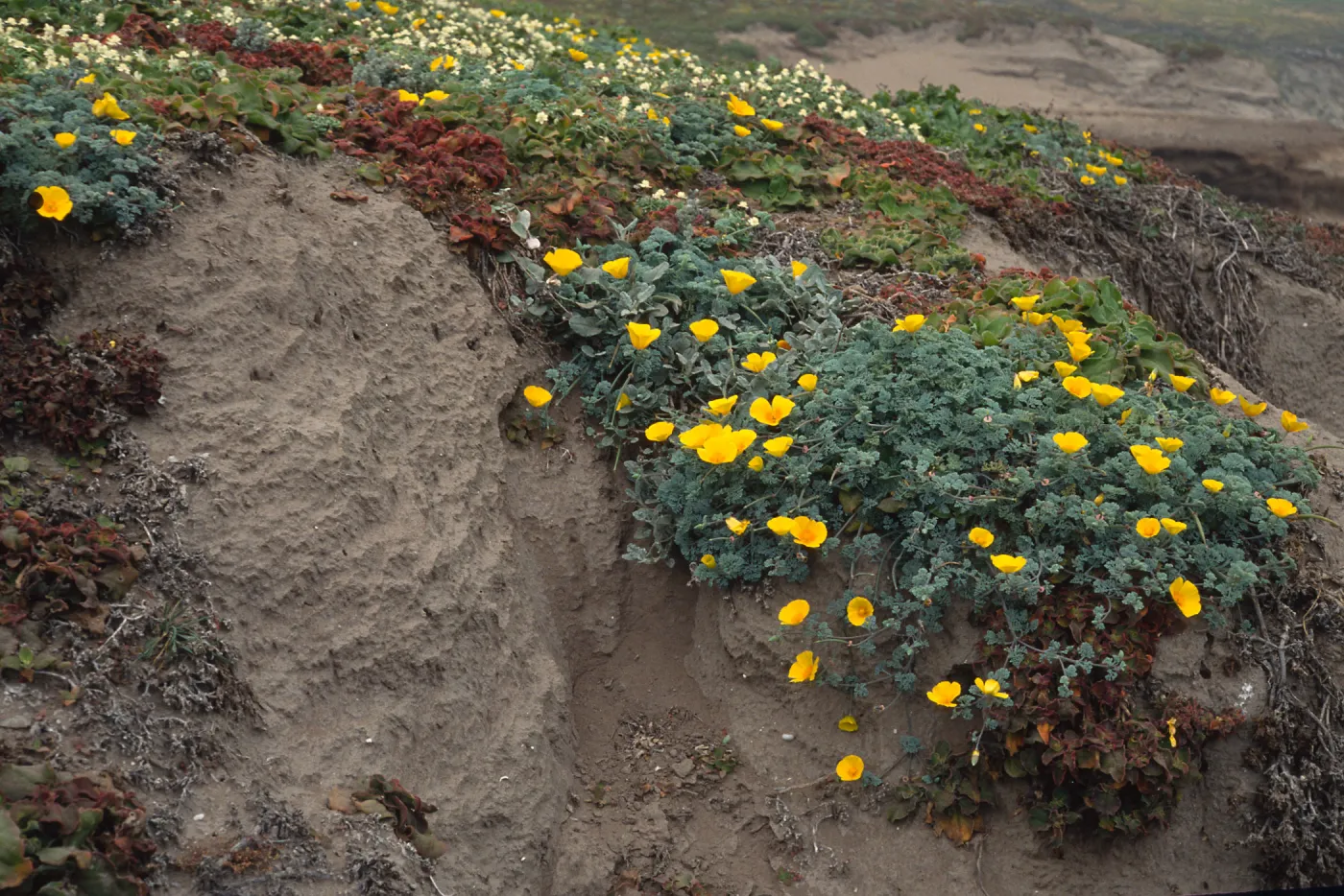 Eschscholzia californica, W. side of Carrington Point, Santa Rosa Island
