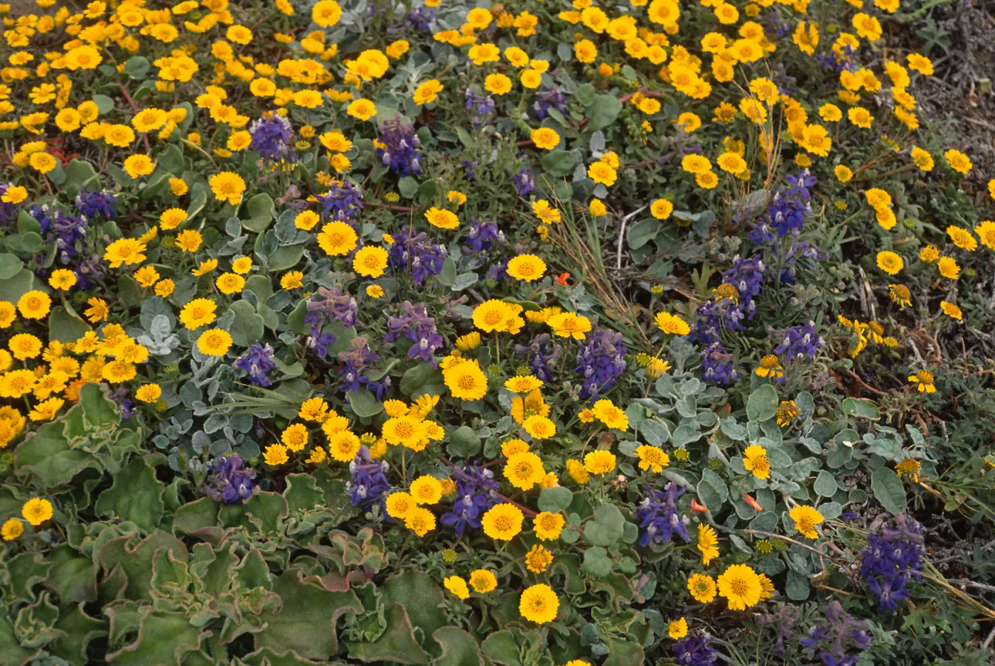 Layia (tidy tips), Delphinium (larkspur), W. side of Carrington Point, Santa Rosa Island