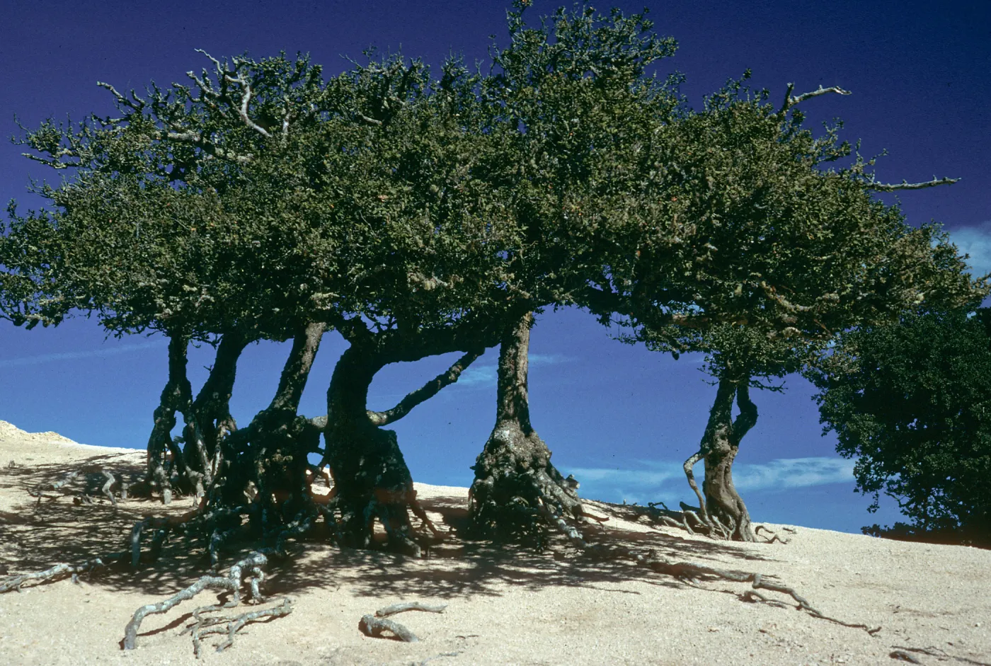 Quercus tomentella, west of peak, Santa Rosa Island