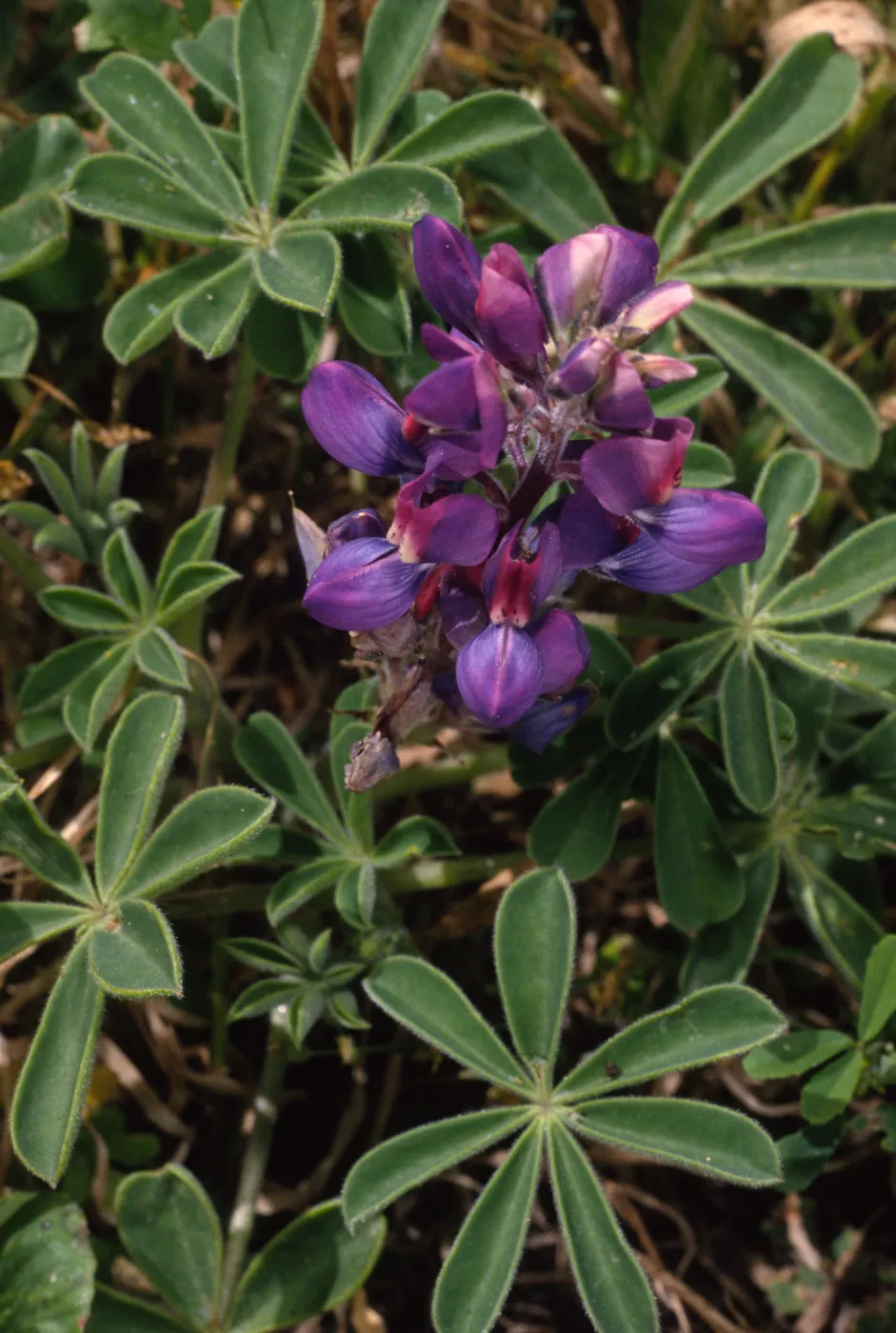 Lupinus succulentus, Carrington Point, Santa Rosa Island