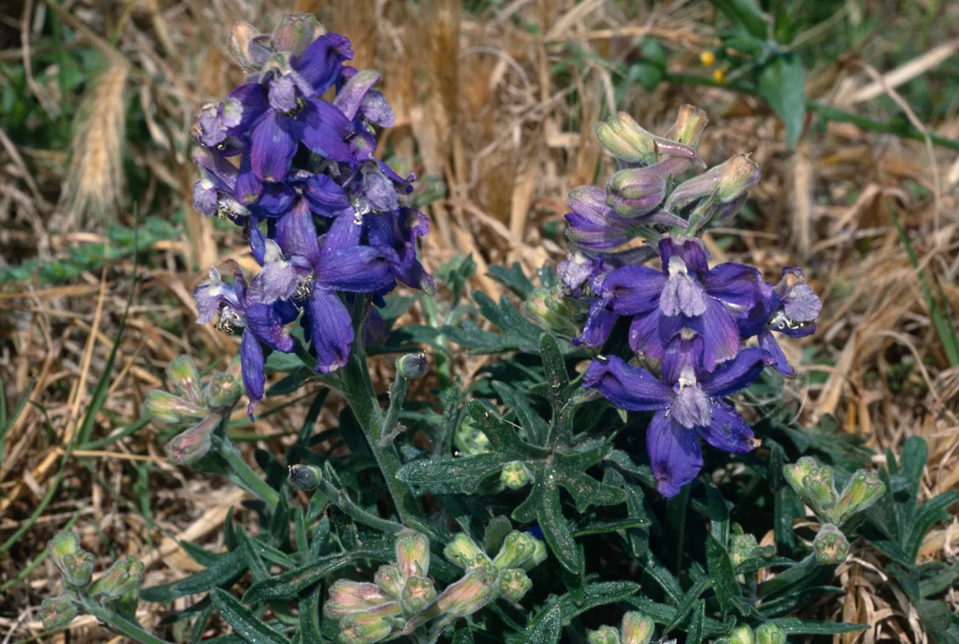 Delphinium, Carringon Point, Santa Rosa Island