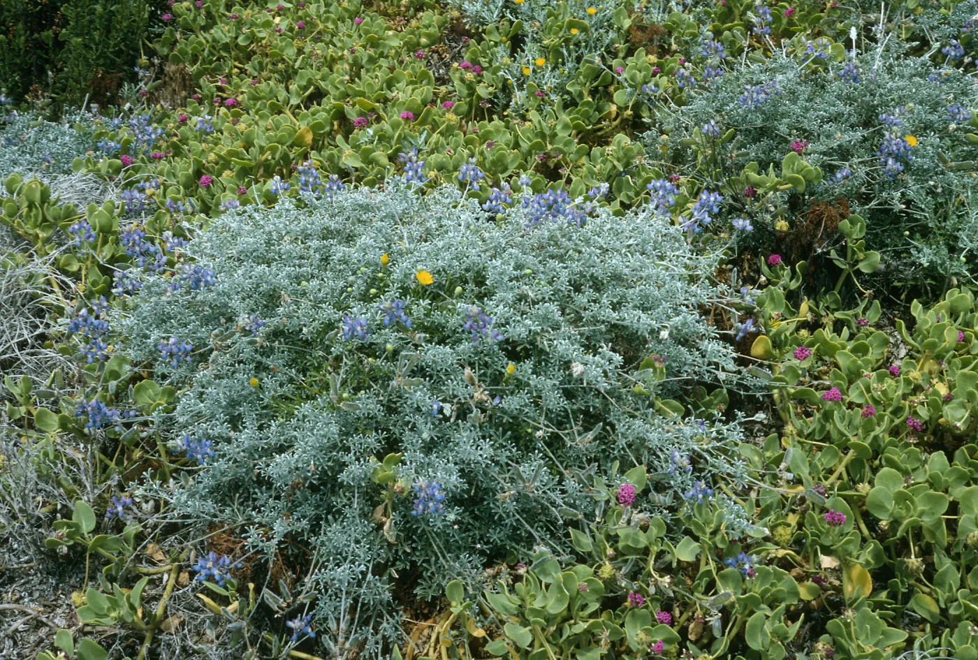 Lupinus (Lupine), Abronia maritima, Malacothrix incana, San Nicolas Island
