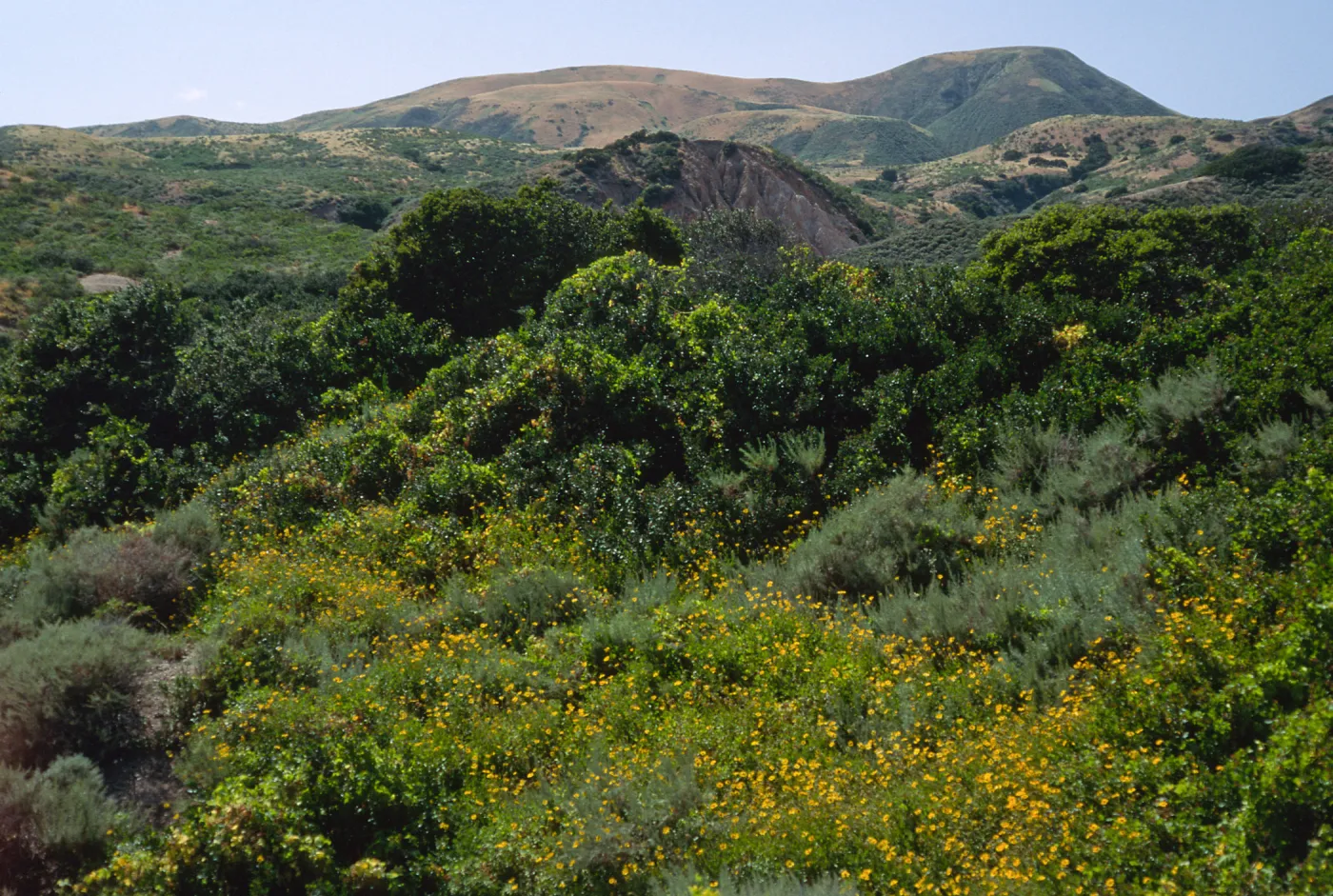 Encelia californica, south side just W. of Montanon Cyn.