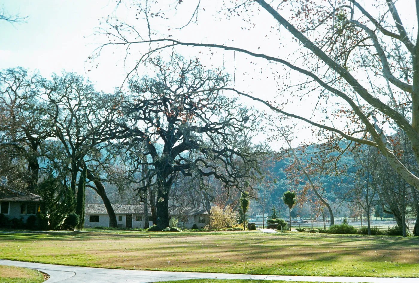 Several tall trees grow besides a white, single story house on the opposite side of a grassy yard. 