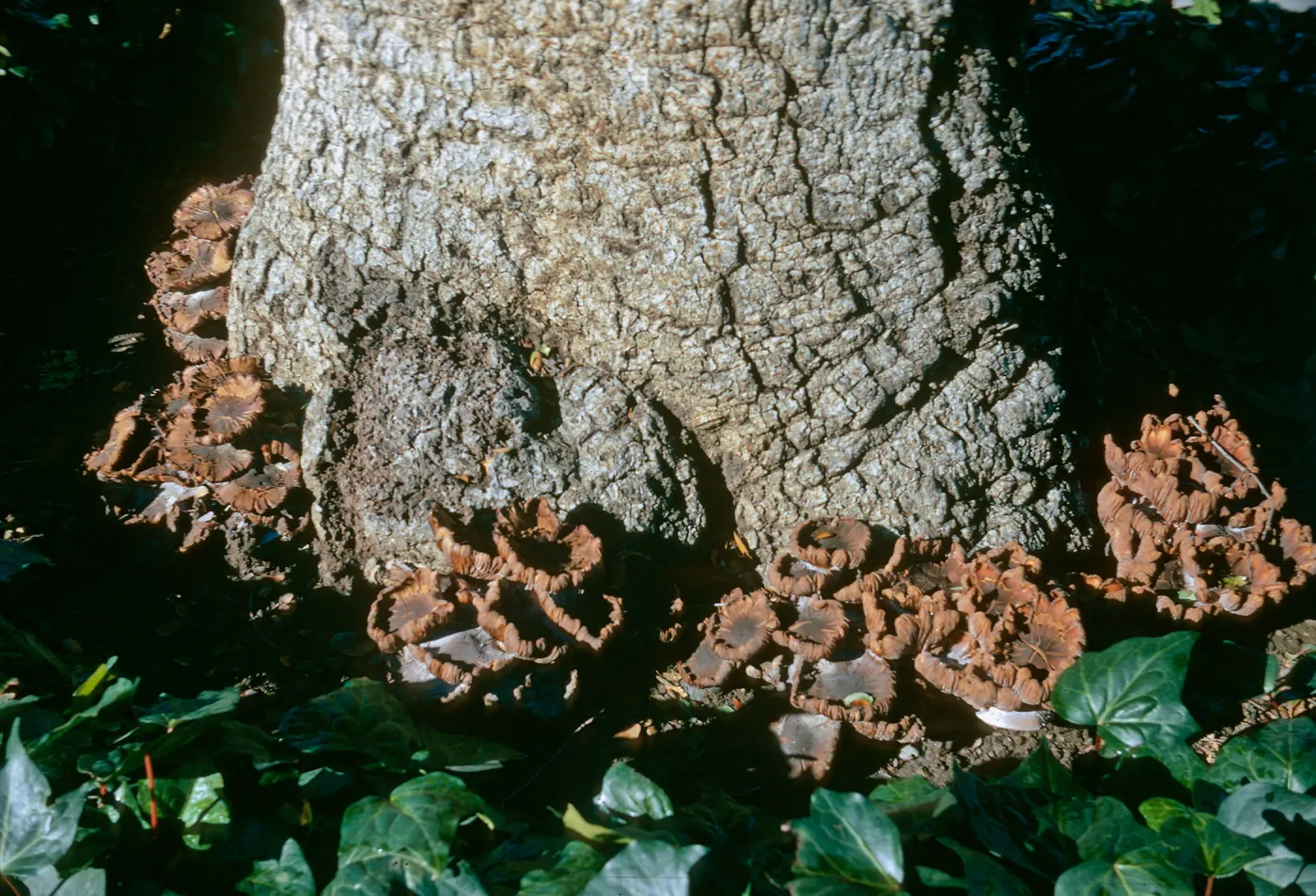 Clusters of brown mushrooms with curling edges grow at the base of a tree. 
