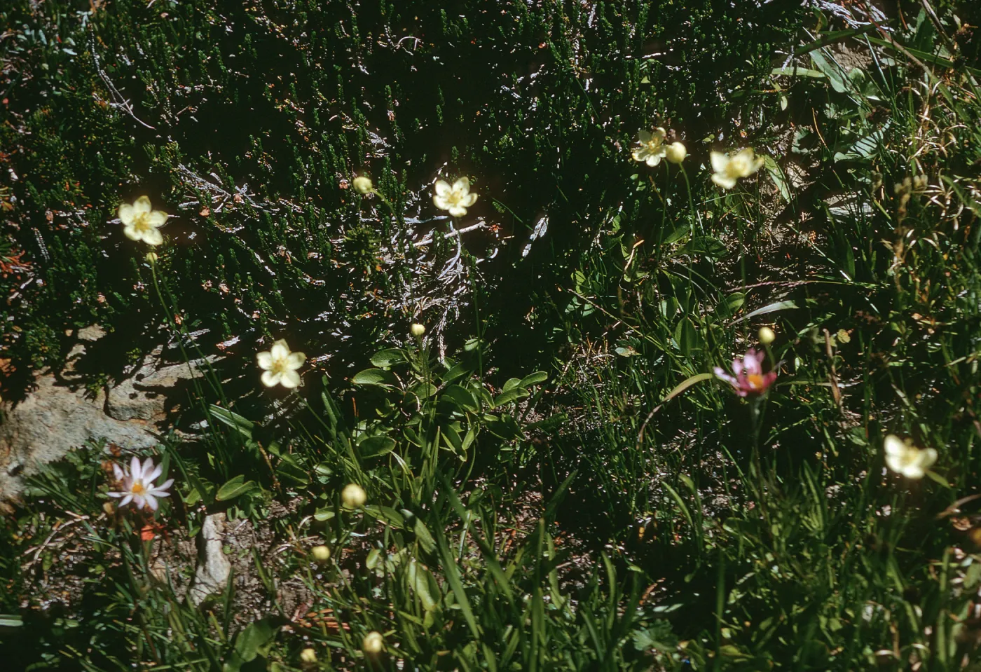 Small, off-white, five-petaled flowers grow on narrow stems above short grass. 