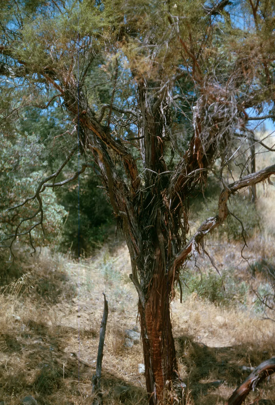 A tree with peeling ribbons of bark.