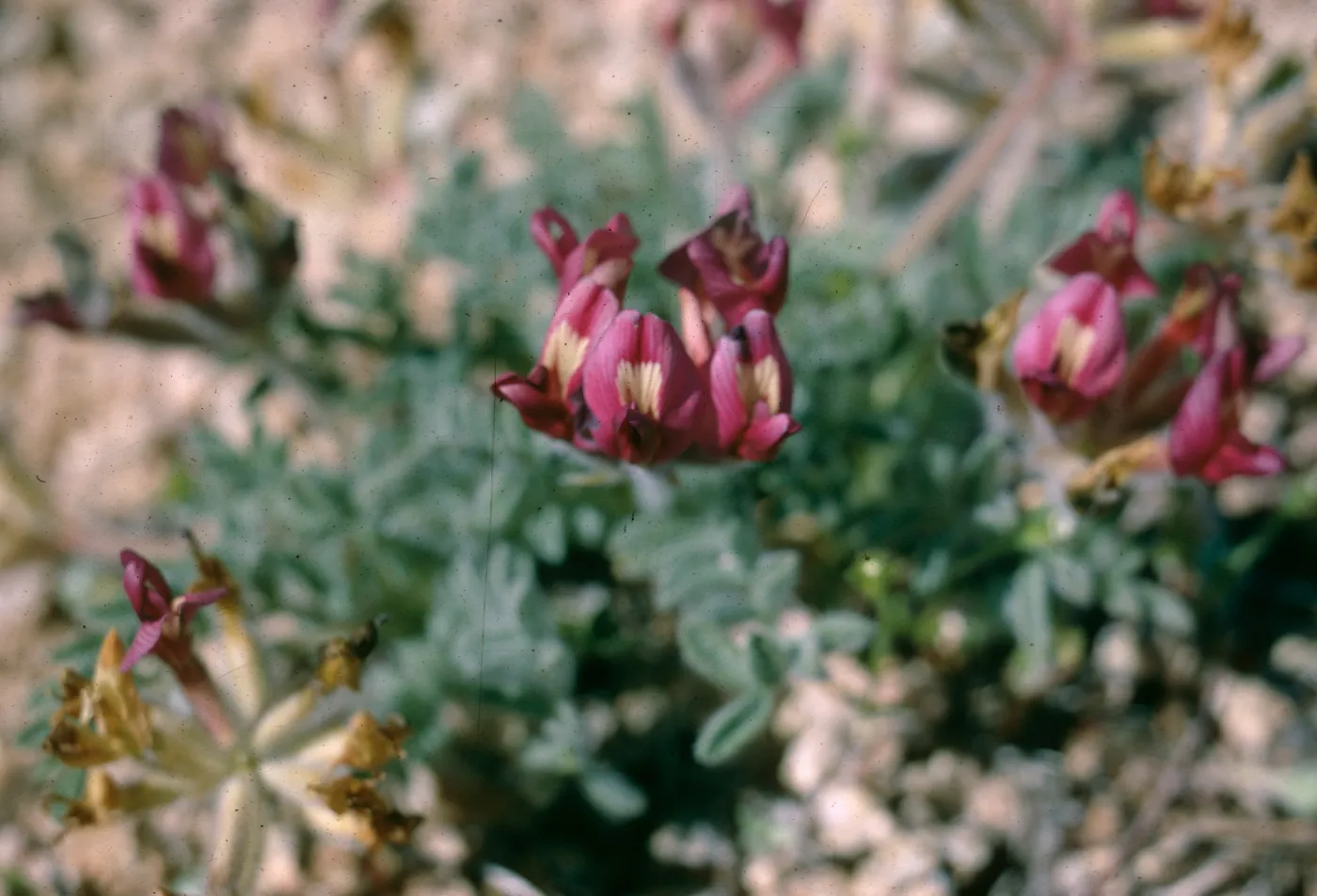 Three clusters of pink flowers with off-white centers and protruding petals.  