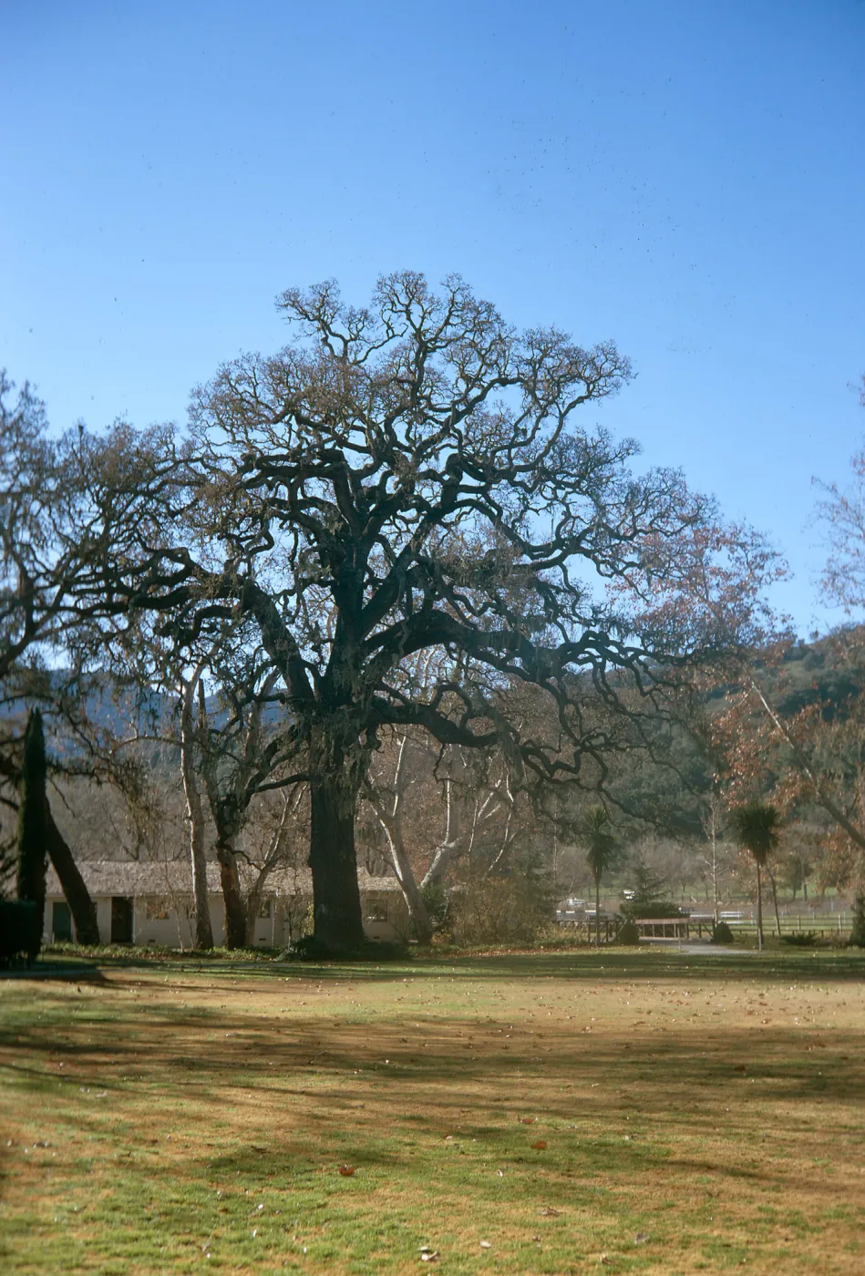 A large tree with bare, spreading branches stands next to a single story white building on the opposite side of a grassy yard. 