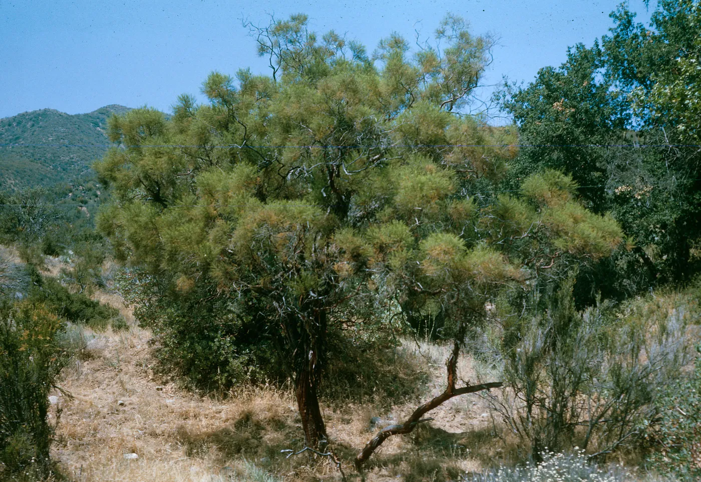 A short tree with shaggy bark and many needle-like, green leaves grows among bushes and dry grass.