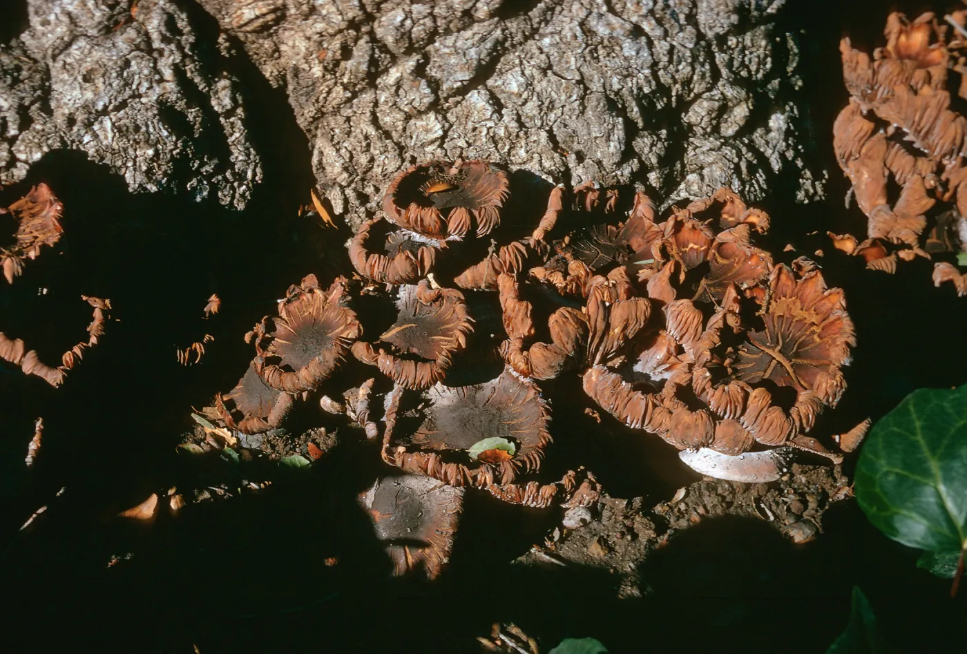 Clusters of brown mushrooms with curling edges grow at the base of a tree. 