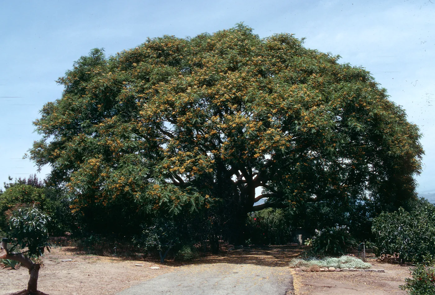 A large, round tree dotted with yellow-orange flowers at the end of a paved road.
