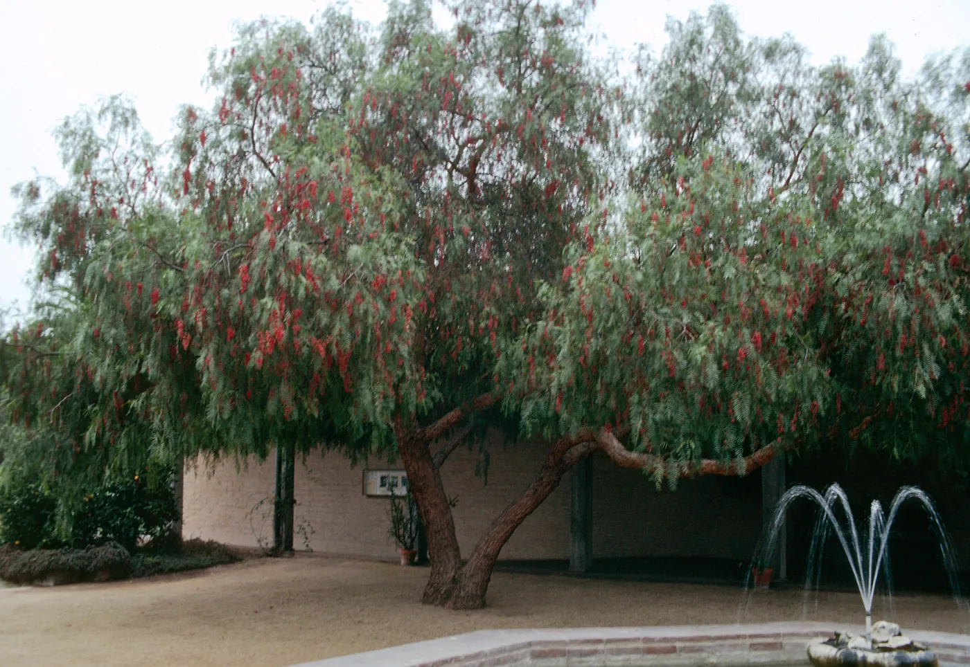 A two-trucked tree with fern-like leaves and hanging clusters of red flowers stands in a courtyard between a fountain and tan brick wall. 